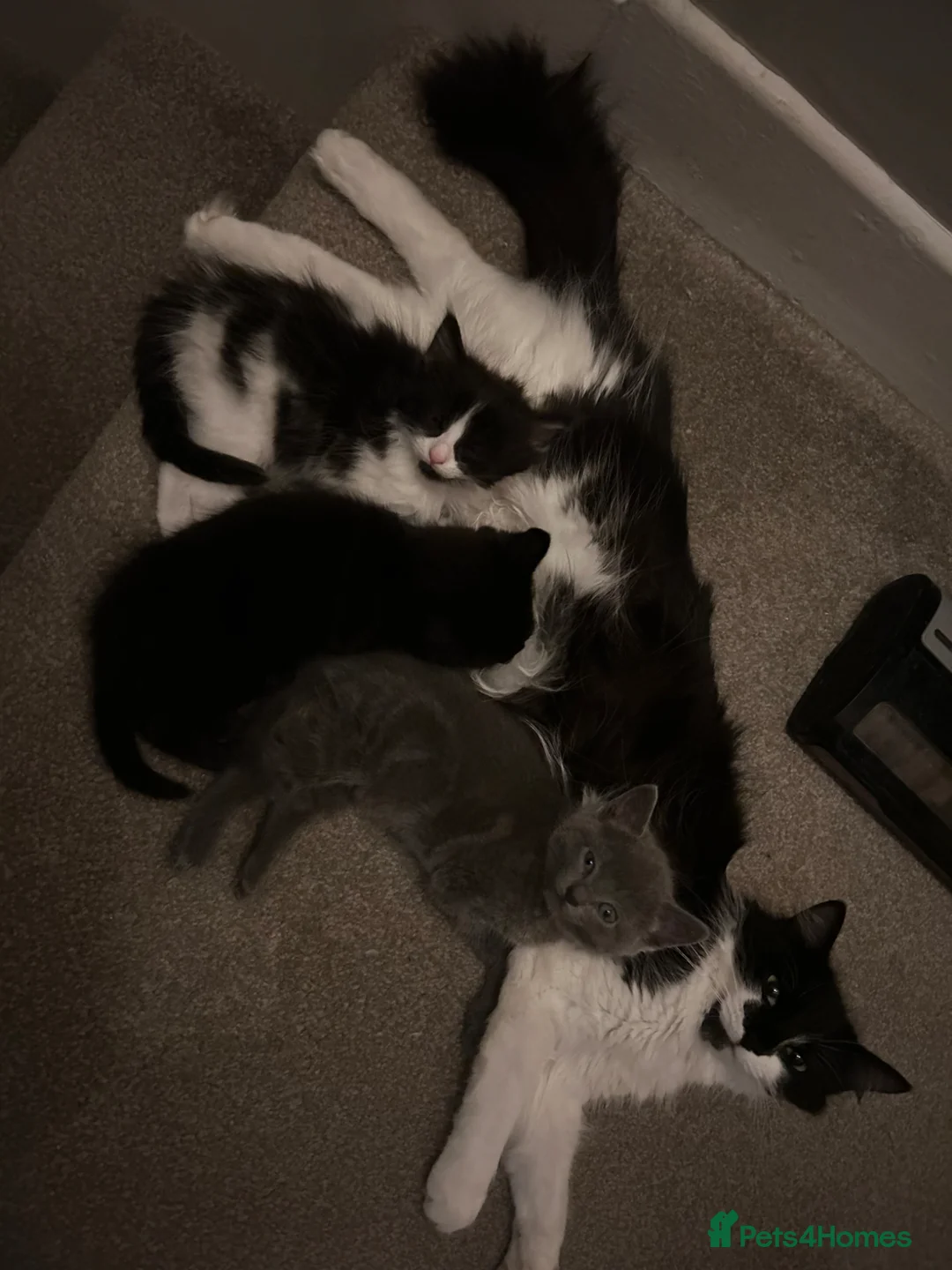 Mixed Breed cats for sale: Gorgeous kittens  - Advert 13