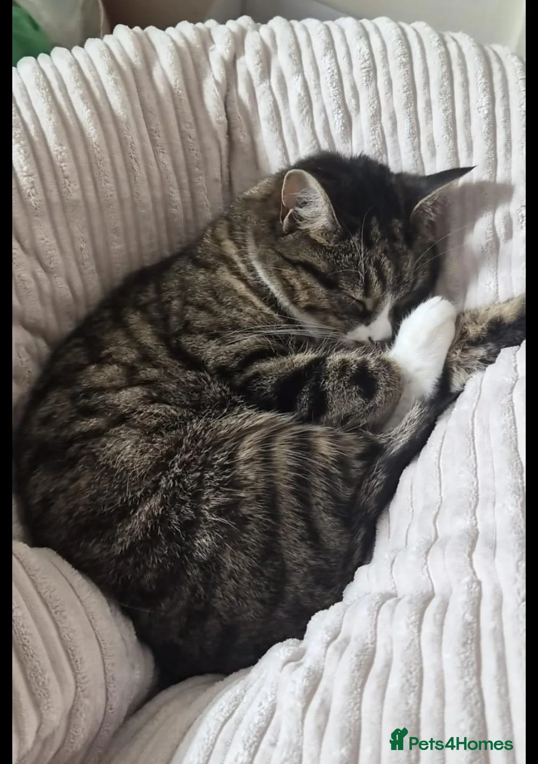 Domestic Shorthair cats for sale: Sakura 🌸 - Advert 3