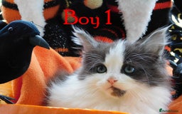Maine Coon cats for sale: FABULOUS FLUFFY PEDIGREE MAINE COON KITTENS - Image 25