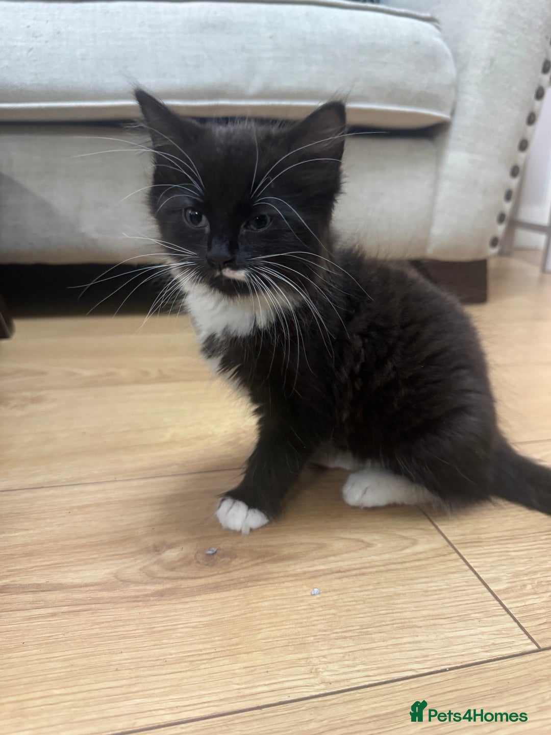 Ragdoll cats for sale: Stunning part ragdoll kittens - Image 10