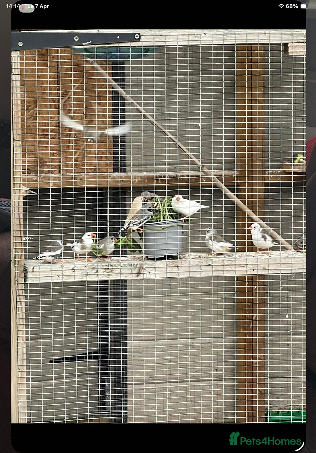 Finches birds for sale: Zebra Finches  - Advert 5
