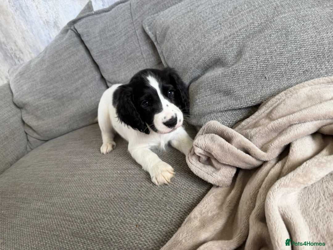 Cocker Spaniel dogs for sale: Cocker spaniels  - Advert 2