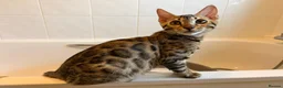 Bengal cats for sale: TICA registered Glitter Bengals  - Advert 6
