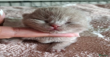 British Shorthair cats in Swadlincote - Advert 11