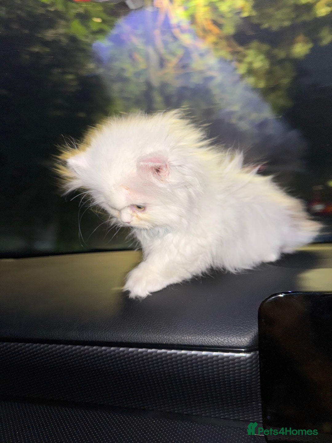 Munchkin cats for sale: Persian short legged munchkin  - Image 5