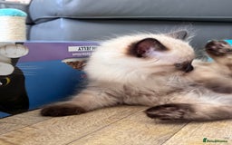 Mixed Breed cats for sale: Ragdoll and Maine Coon crossed  - Image 24