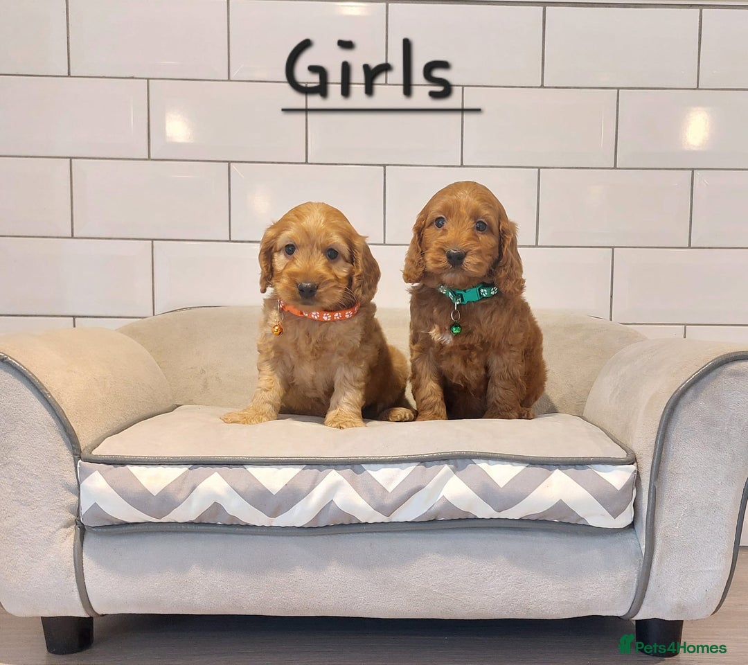 Cockapoo dogs for sale: F1 Cockapoo puppies - Advert 8