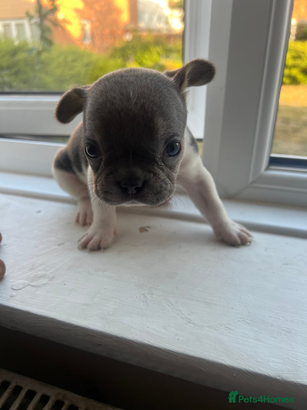 French Bulldog dogs for sale: French bulldogs - Image 7