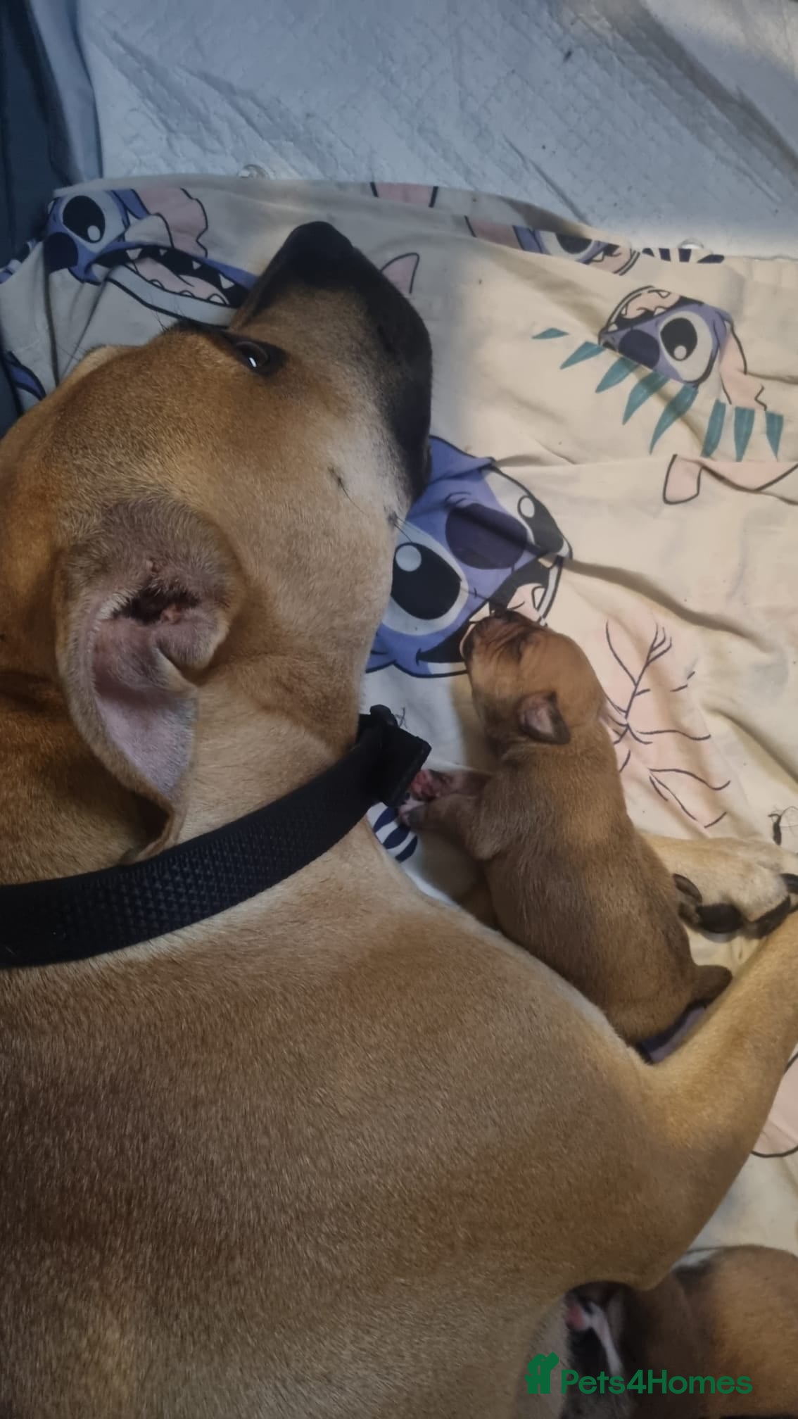 Staffordshire Bull Terrier dogs Male staffordshire bull terrier pup - Advert 5