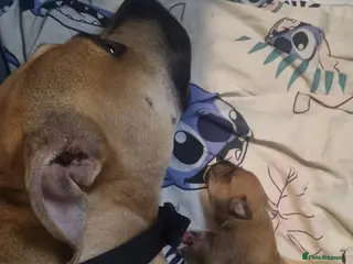 Staffordshire Bull Terrier dogs Male staffordshire bull terrier pup - Advert 1