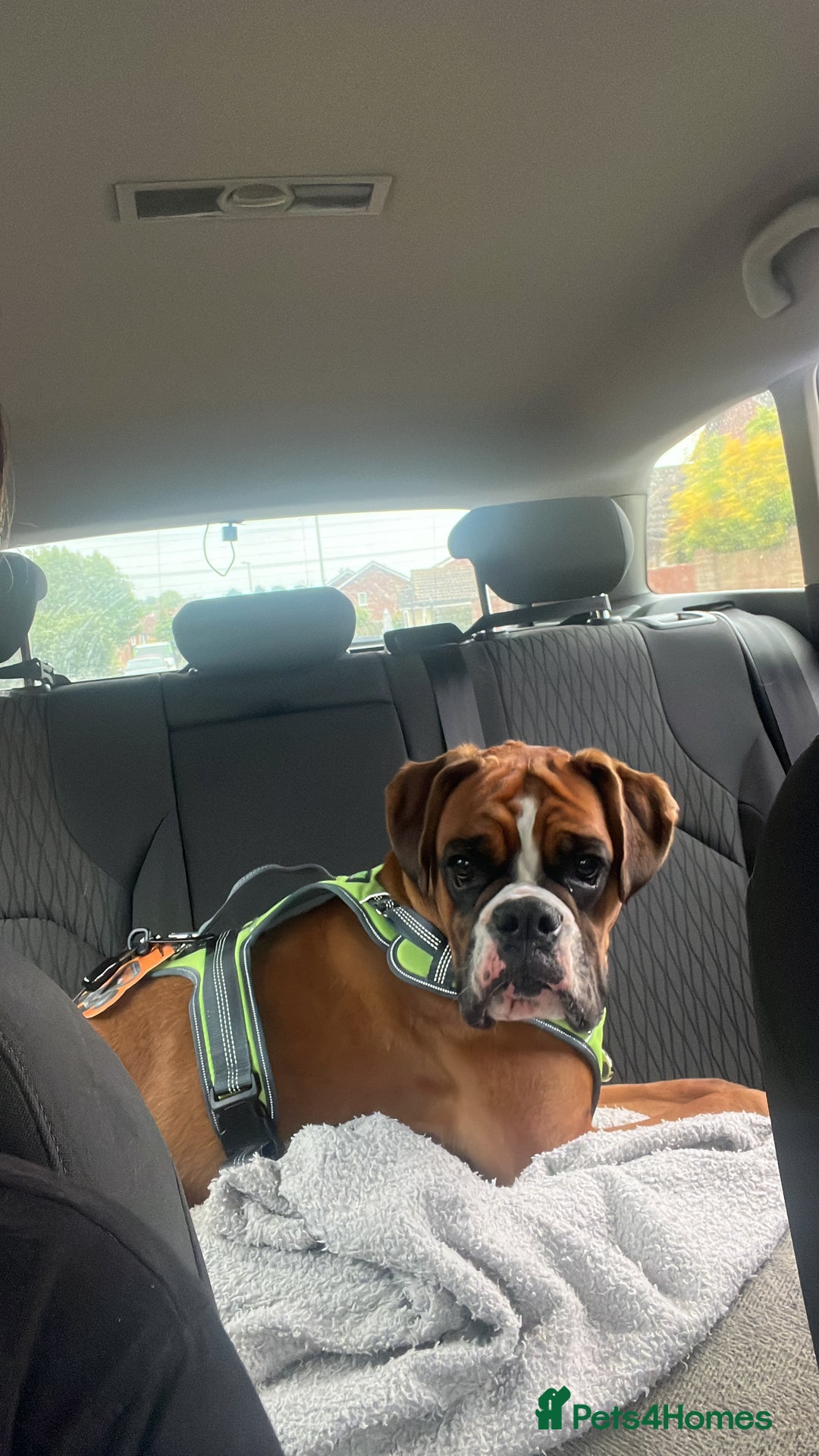 Boxer dogs for sale: 18Month Female Boxer Looking for Her Forever Home  - Image 11