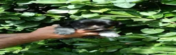 Mixed Breed dogs for sale: Pointer x Brittany  - Advert 15