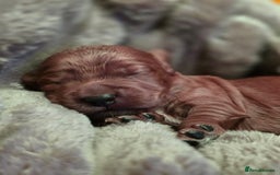 Cockapoo dogs for sale: ✨ Beautiful F2 Multi-Gen Cockapoo Puppies 4 Left - Image 7