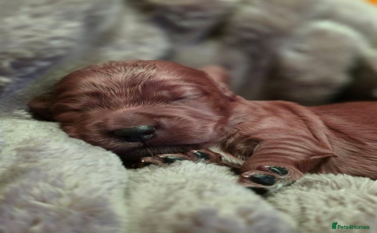 Cockapoo dogs - Advert 5