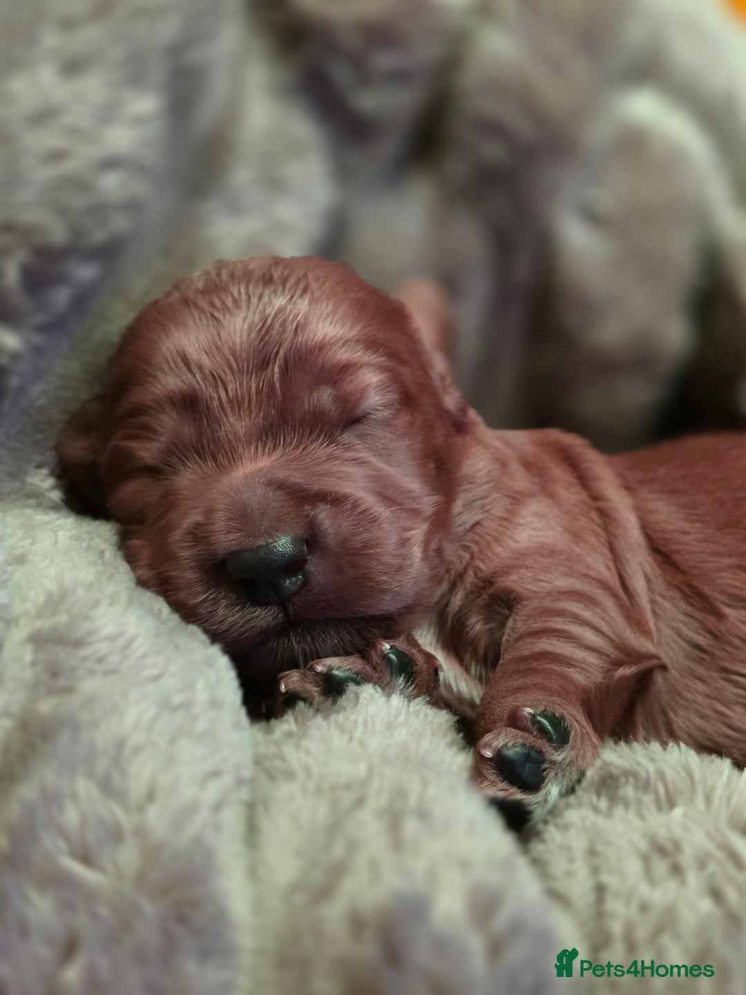 Cockapoo dogs for sale: ✨ Beautiful F2 Multi-Gen Cockapoo Puppies 4 Left - Image 7