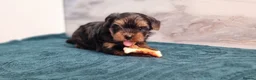 Yorkshire Terrier dogs for sale: 1 Boy available  - Advert 1