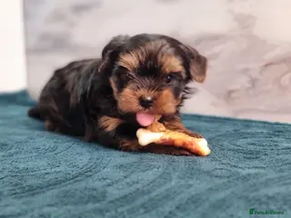 Yorkshire Terrier dogs 4 Lovely puppies - Advert 9