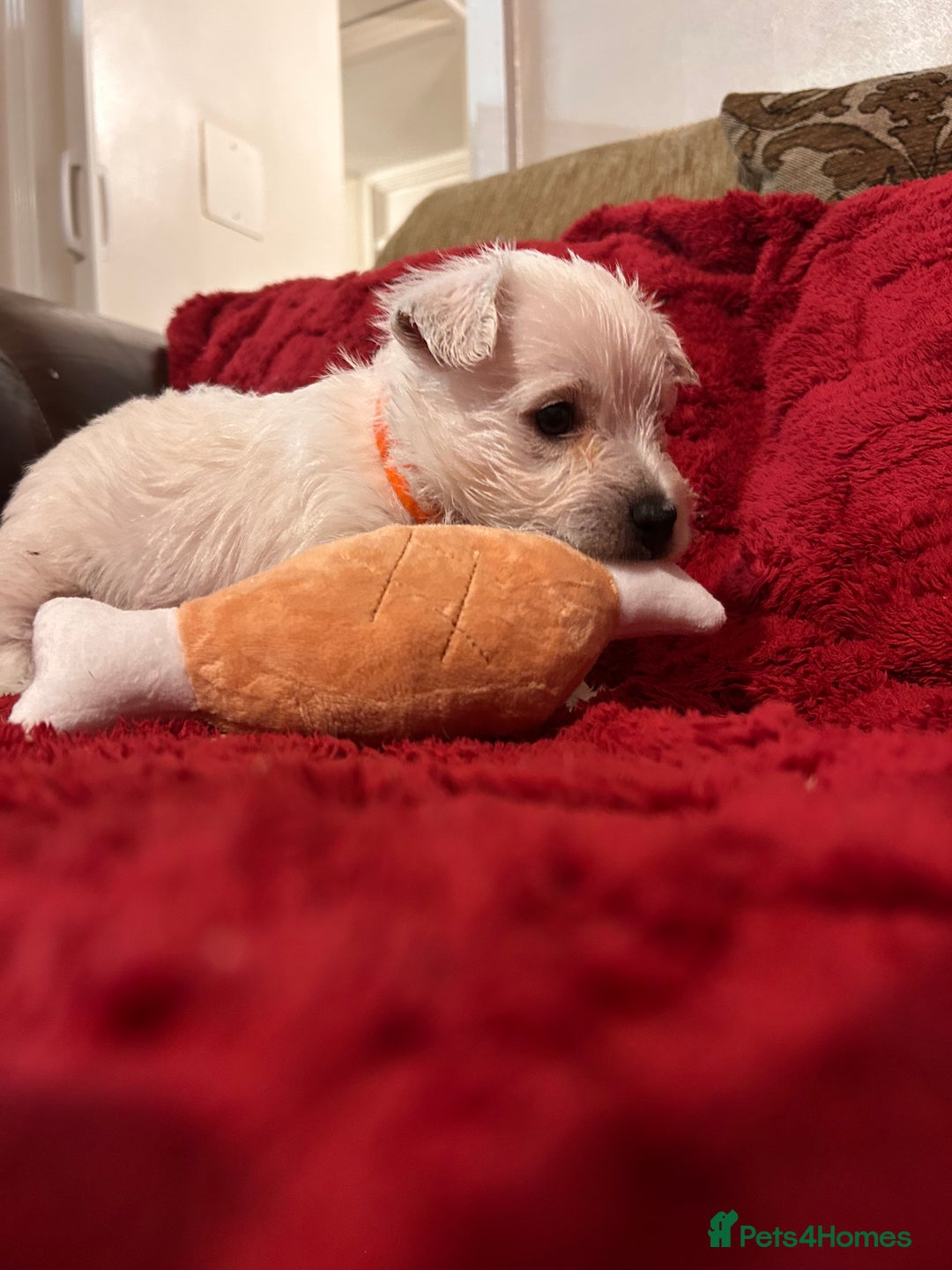 West Highland Terrier dogs for sale: West highland puppies - Advert 15