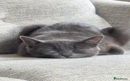 British Shorthair cats for sale: Beautiful grey female cat - Image 8