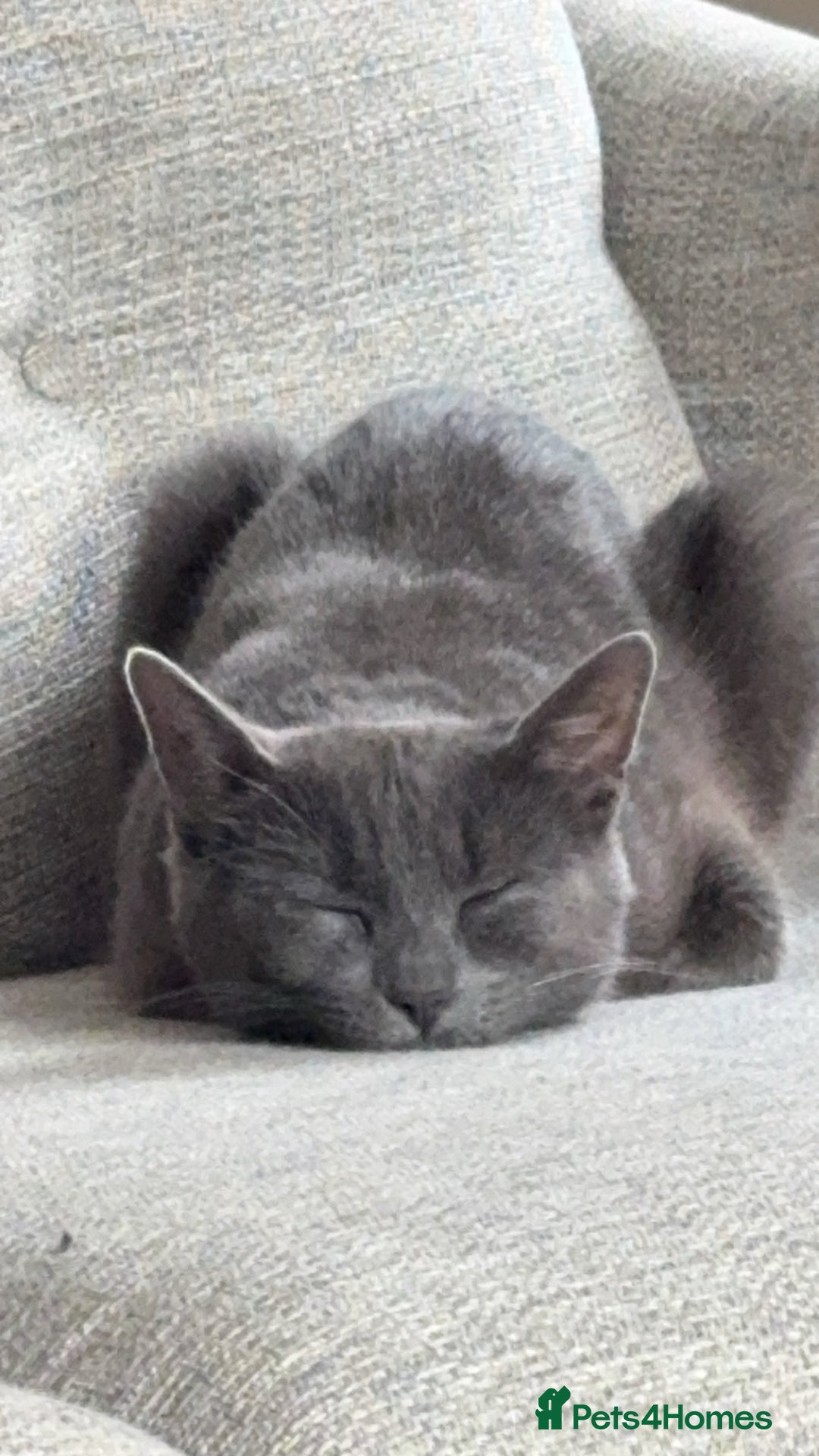 British Shorthair cats for sale: Beautiful grey female cat - Image 8