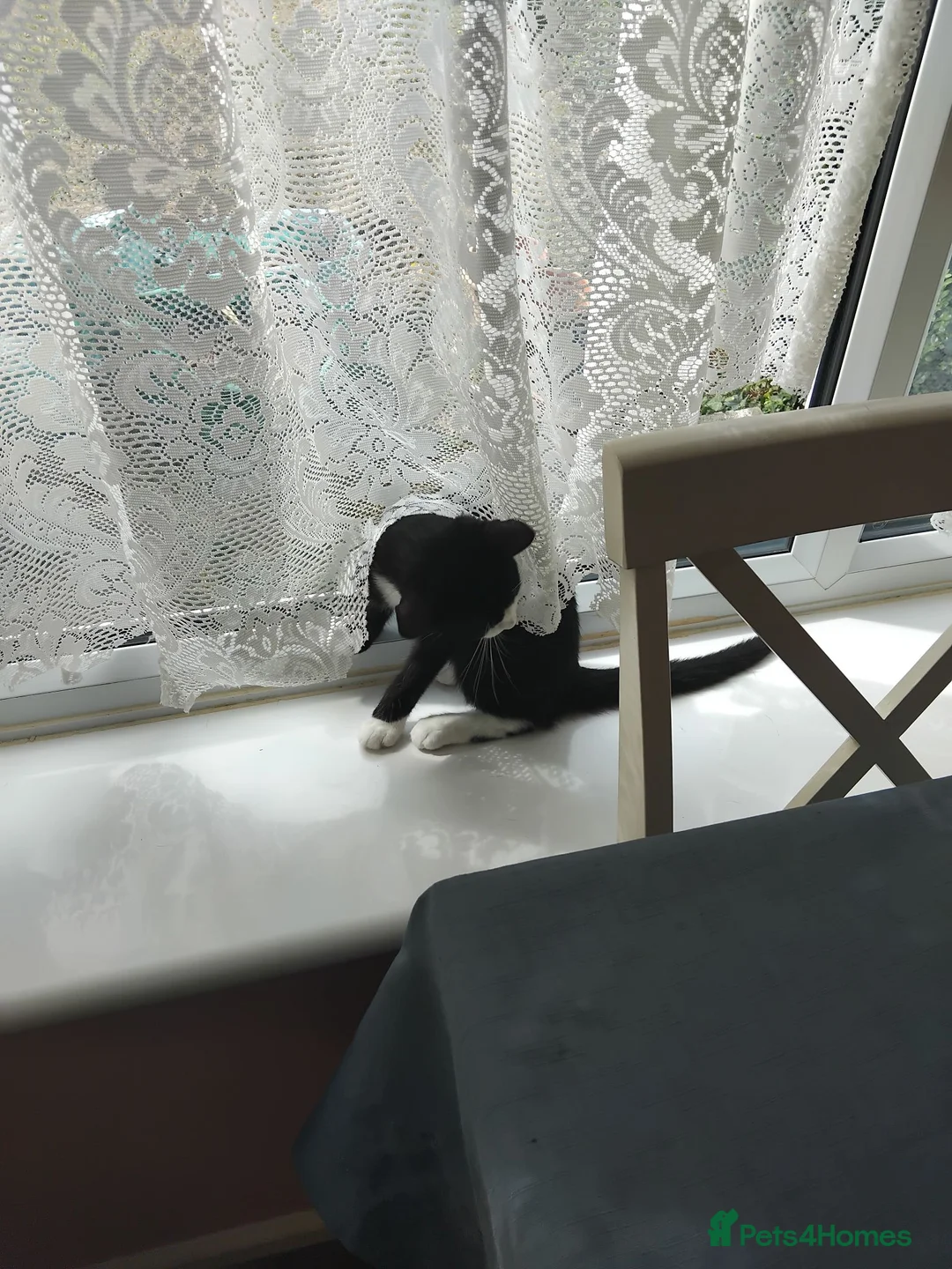 Mixed Breed cats for sale: Lovely female bengal x kitten for sale. - Advert 2