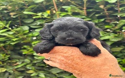 Cockapoo dogs for sale: DNA clear / Licensed Breeder for peace of mind  - Image 12