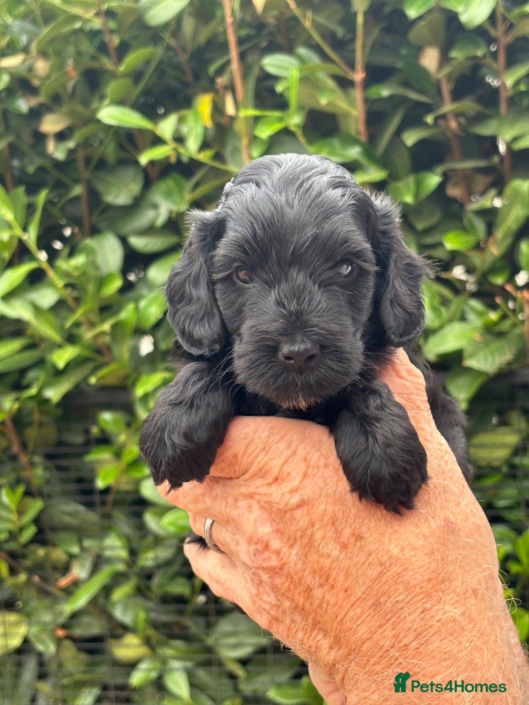 Cockapoo dogs for sale: DNA clear / Licensed Breeder for peace of mind  - Image 12