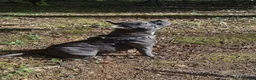 Staffordshire Bull Terrier dogs for sale: Staffordshire Bull Terrier Puppies KC Registered in Drybrook - Advert 5