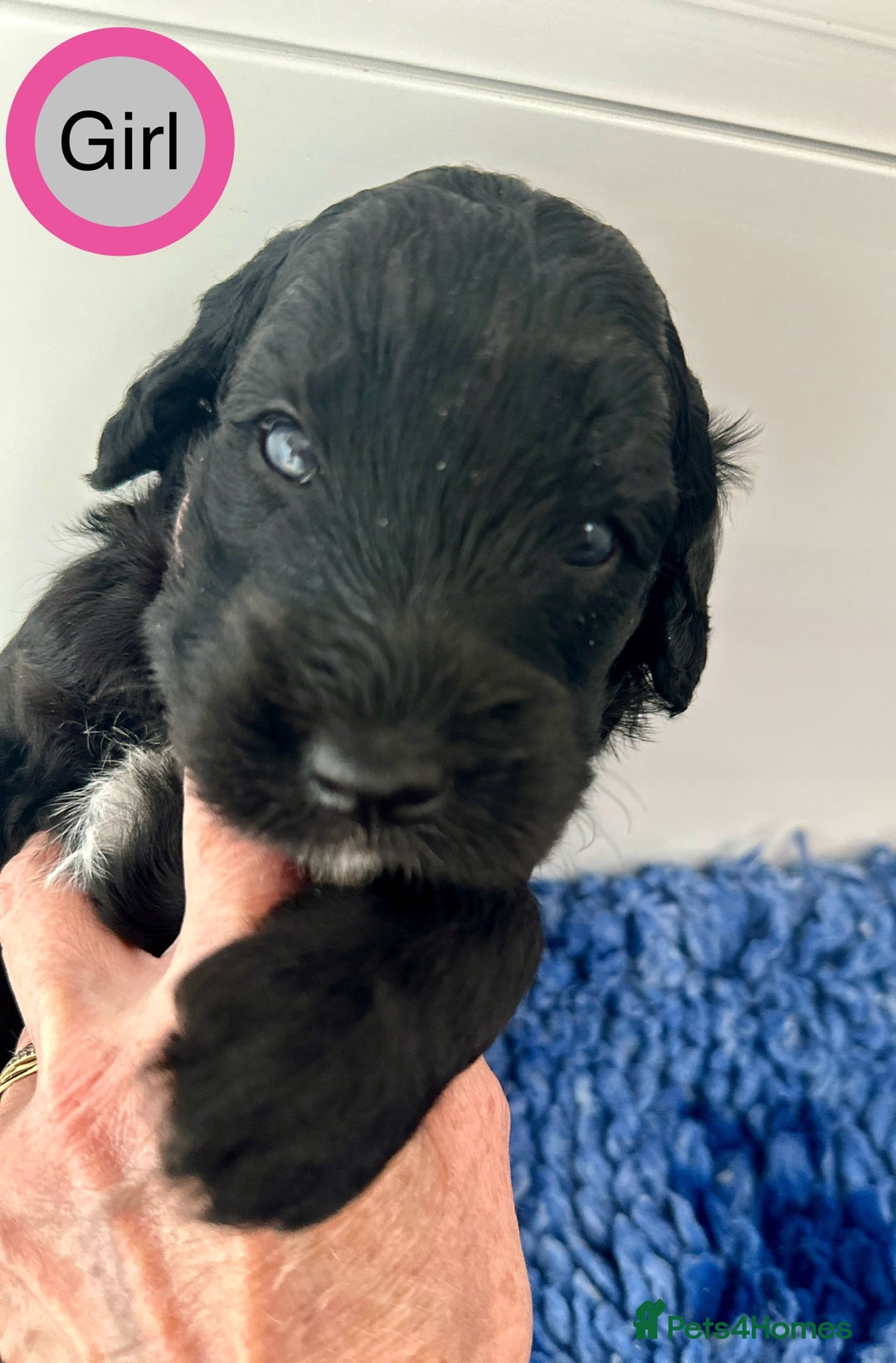 Goldendoodle dogs for sale: Standard Golden Sheepadoodle puppies - Image 2