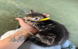 Bengal cats for sale: X Bengal Kittens x5 available   - Image 9