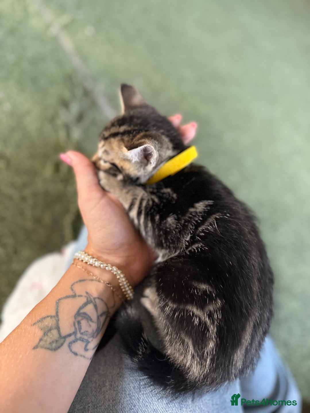 Bengal cats for sale: X Bengal Kittens x5 available   - Image 9