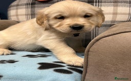 Golden Retriever dogs for sale: 🐶 Gorgeous Chunky Golden Retriever Puppies 🐶 - Advert 6