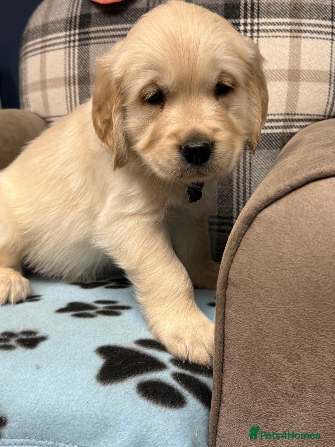 Golden Retriever dogs for sale: 🐶 Gorgeous Chunky Golden Retriever Puppies 🐶 - Advert 6