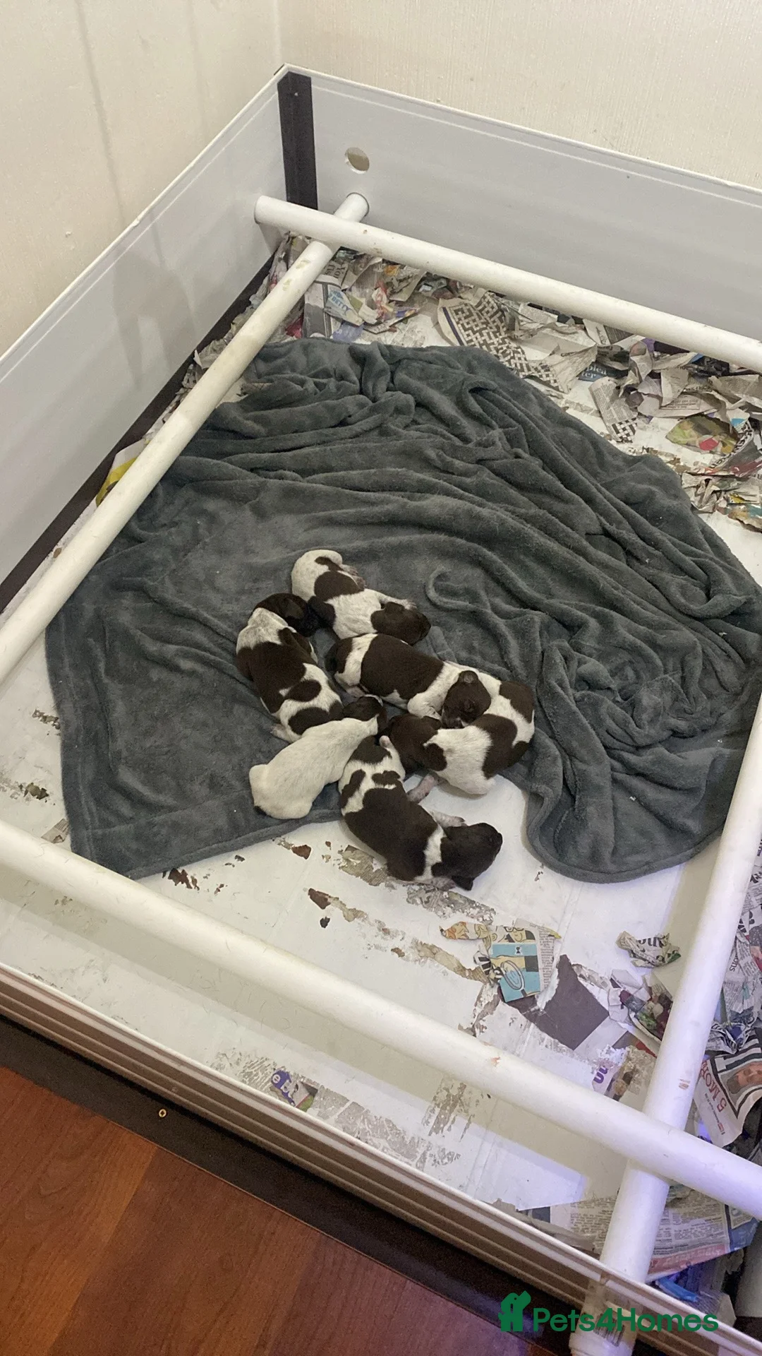 German Shorthaired Pointer dogs for sale: Best of the best German shorthair working pointers in Worksop - Advert 2