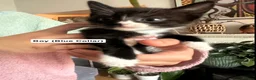 Mixed Breed cats for sale: 6 Beautiful Kittens Available  - Advert 10