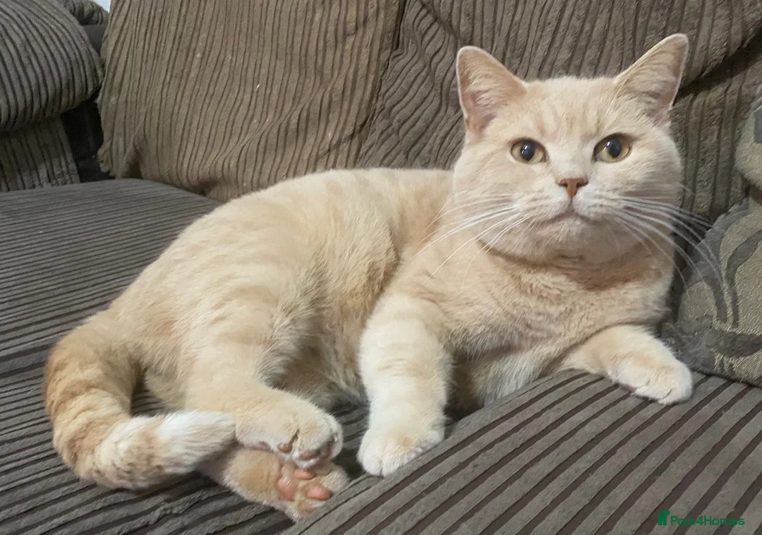 British Shorthair cats for sale: Beautiful docile boys  - Advert 4