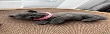 Pink collar 