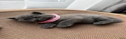 British Shorthair cats for sale: Beautiful Blue British shorthair kittens  - Advert 6