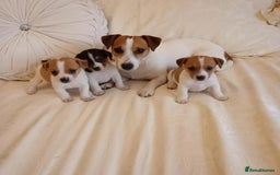 Jack Russell dogs for sale: Miniature Jack Russell puppies  - Image 11