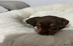 Miniature Dachshund dogs for sale: Multi coloured litter - Image 7