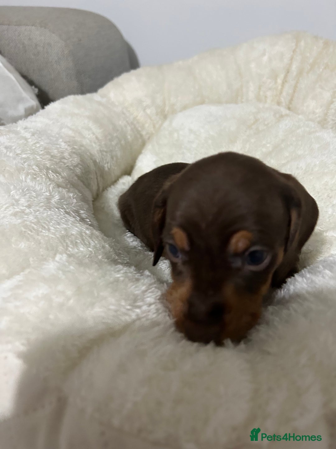 Miniature Dachshund dogs for sale: Multi coloured litter - Image 7