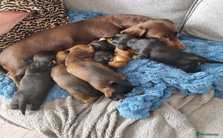 Miniature Dachshund dogs - Advert 17