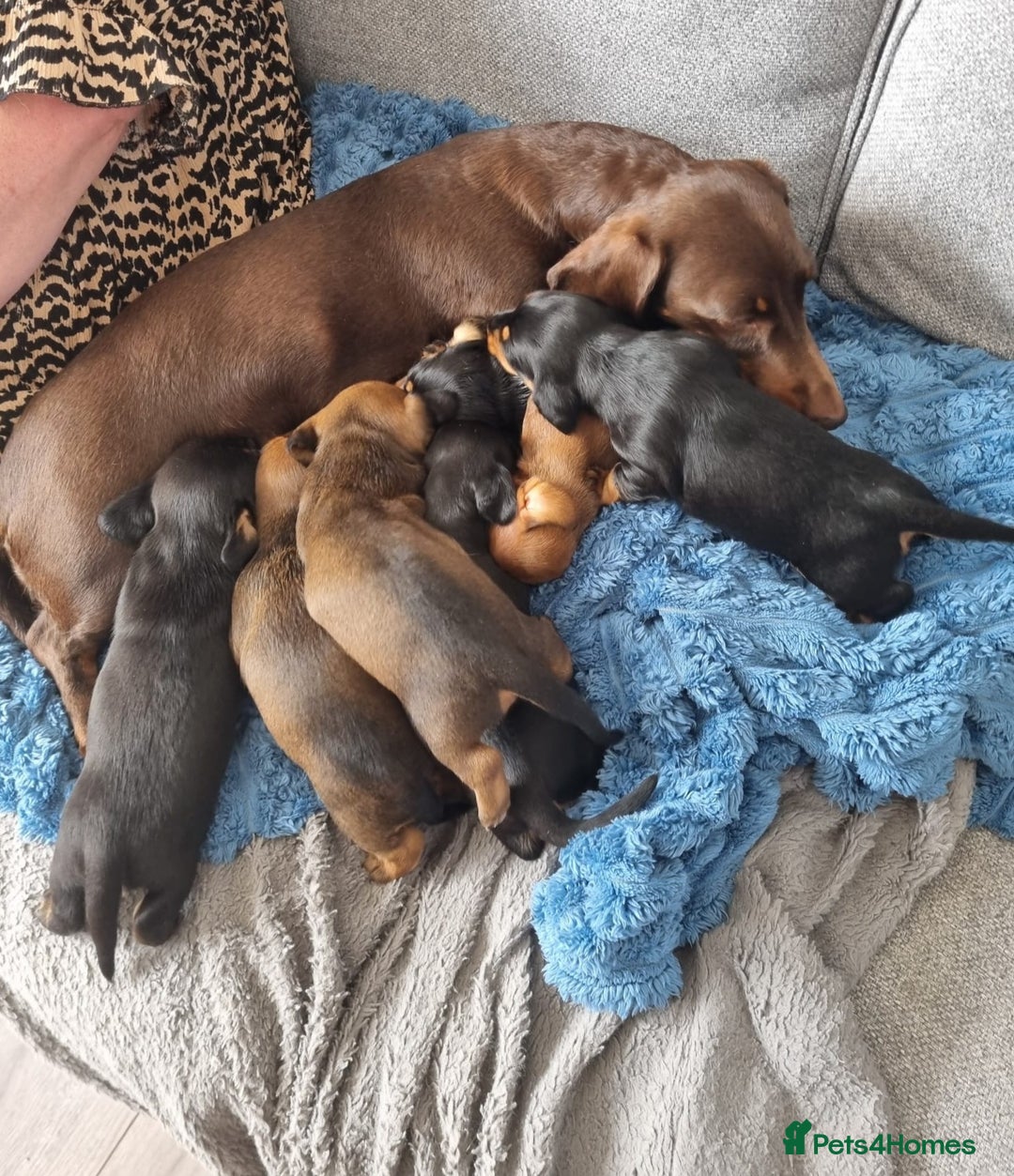 Miniature Dachshund dogs for sale: Minature dashshunds 2 boys 2 girls left - Image 10