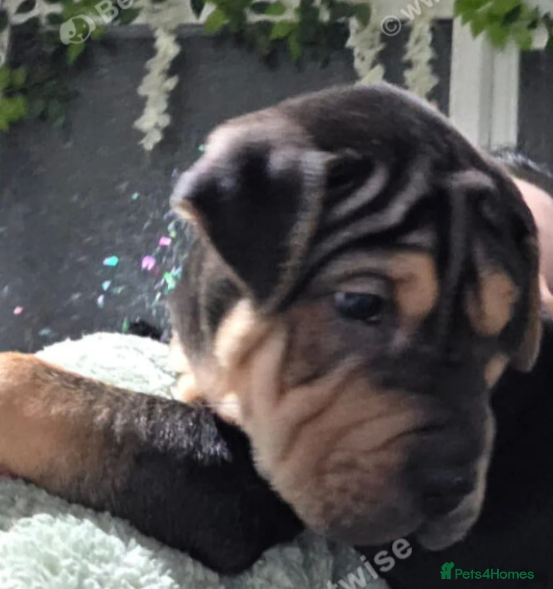Shar Pei dogs for sale: Rare chocolate and tan brush coat girl shar pei - Advert 5