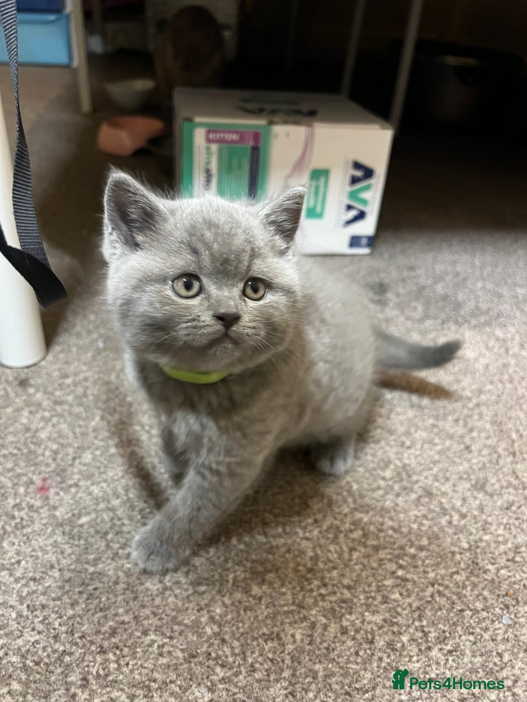 British Shorthair cats for sale: British Shorthair kittens - Advert 6