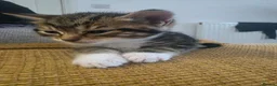 Mixed Breed cats for sale: Beautiful Tabby kitten - Advert 10