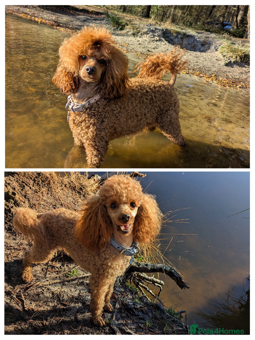 Miniature Poodle dogs for sale: Prestine pedigree poodles - Advert 1