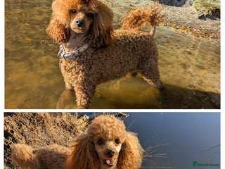 Miniature Poodle dogs Prestine pedigree poodles - Advert 1