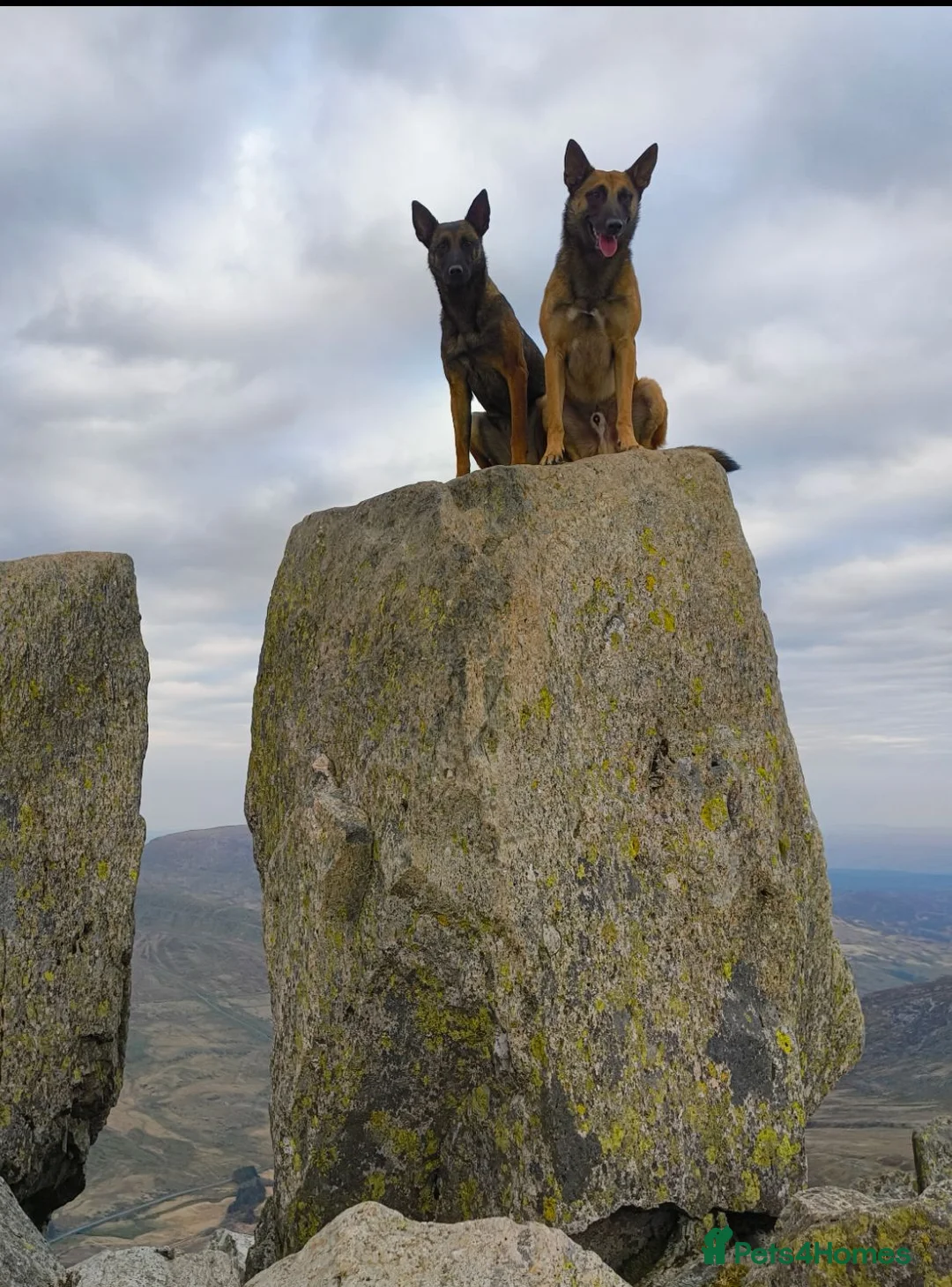 Belgian Shepherd Dog dogs for sale: KC registered Malinois puppies - Advert 6