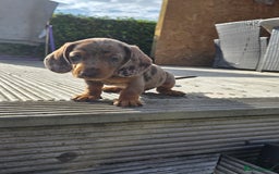 Miniature Dachshund dogs for sale: 3 left mini dachshund BOYS KC READY NOW   - Image 28